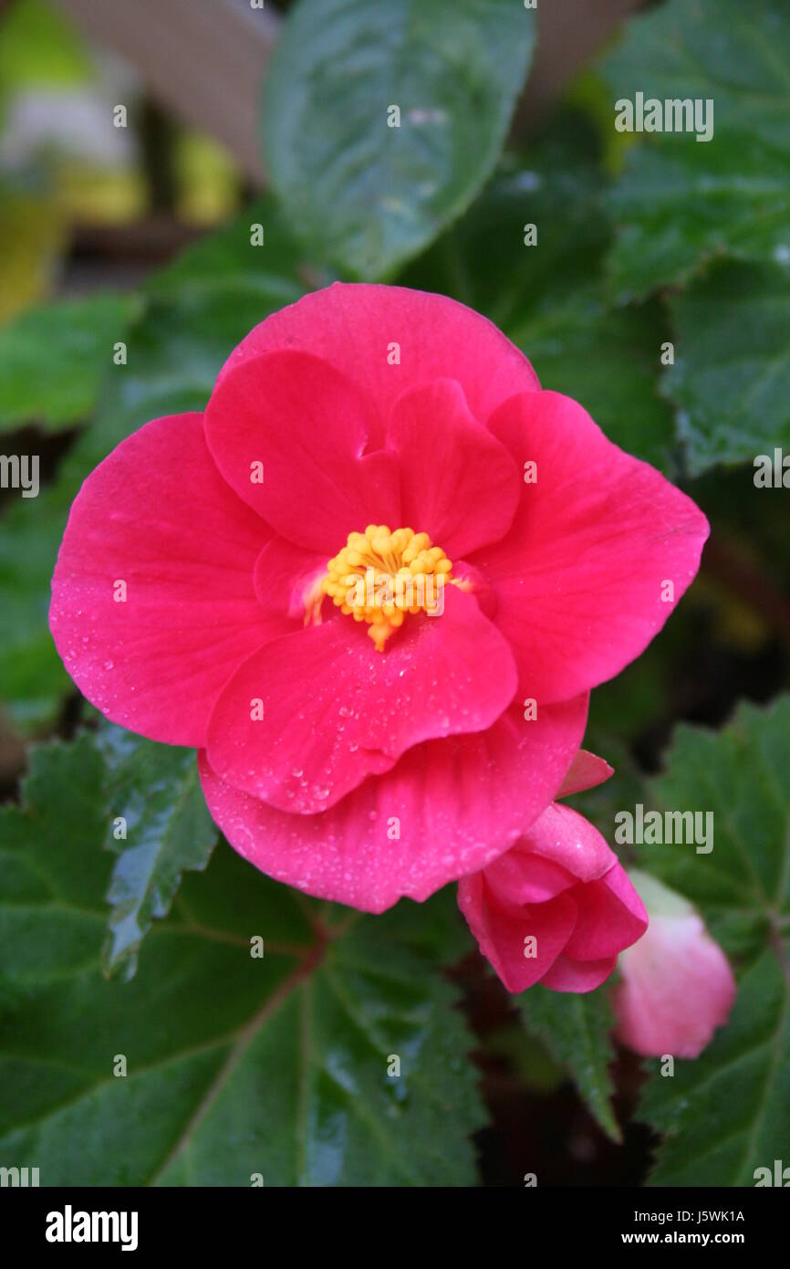 Prima donna hi-res stock photography and images - Alamy