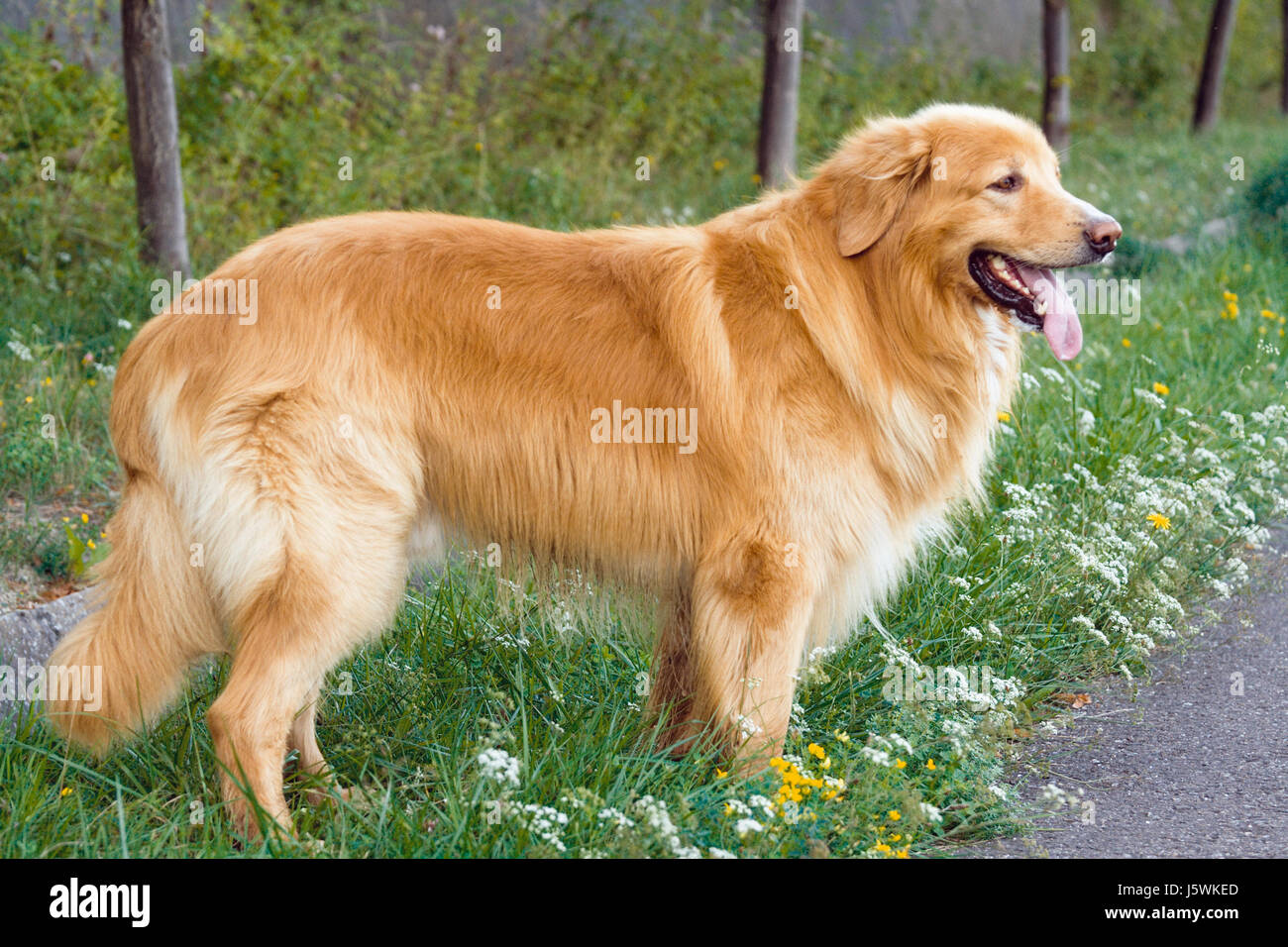 dog,dog,blonde,hovawart,hovawart,hond,kanne,belgie Stock Photo