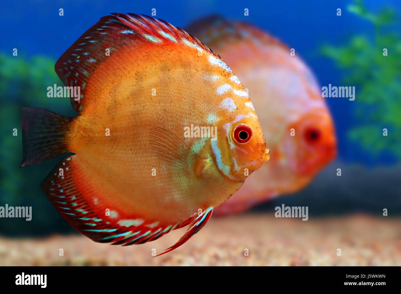 Discus Pigeon Blood Stock Photo Alamy