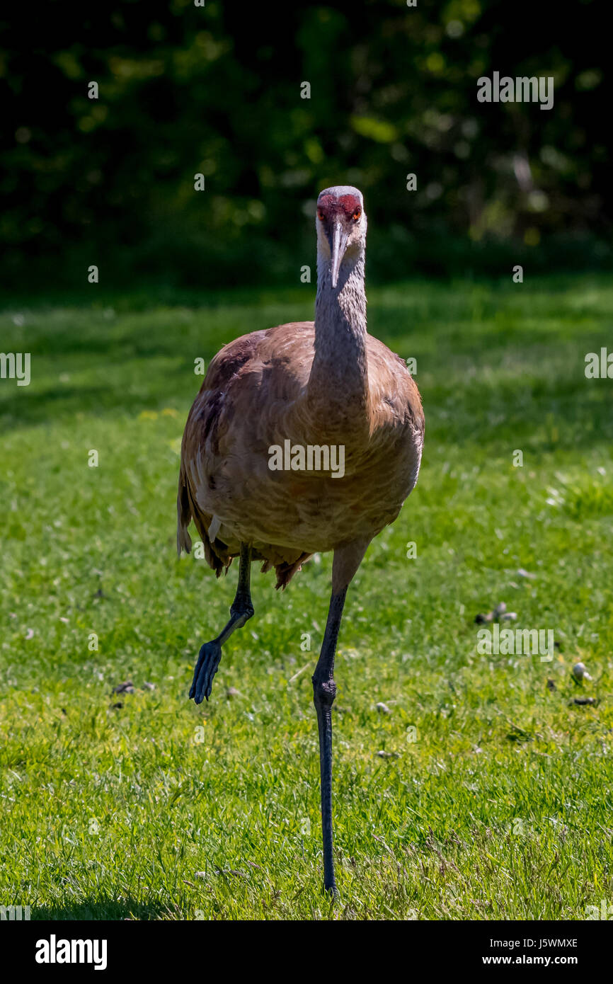 Sandhill Crane (Antigone canadensis) adult standing on one leg. Stock Photo