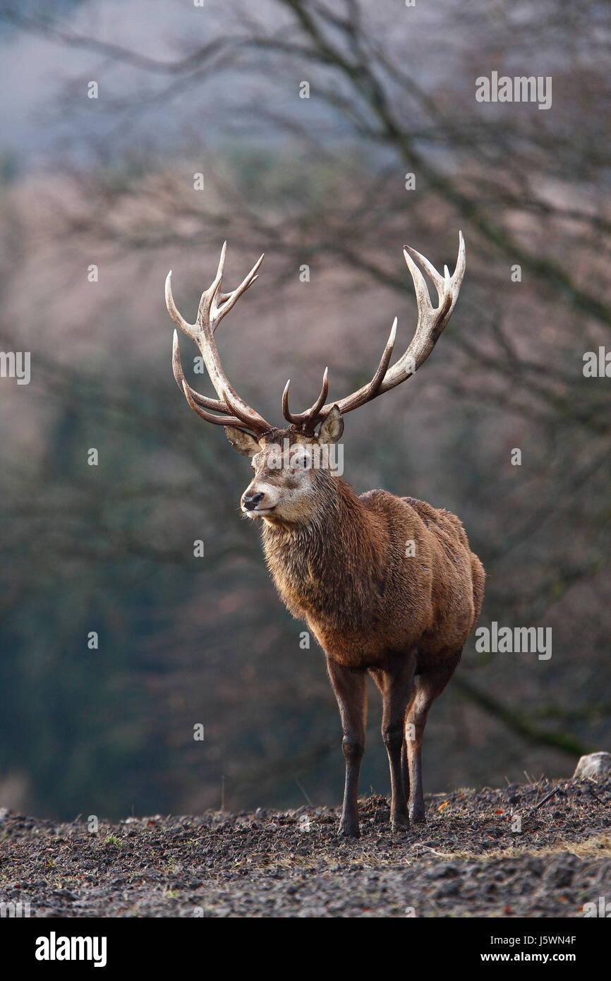 wild deer stag roe forest hart stag wild deer stag roe forest hart stag ...