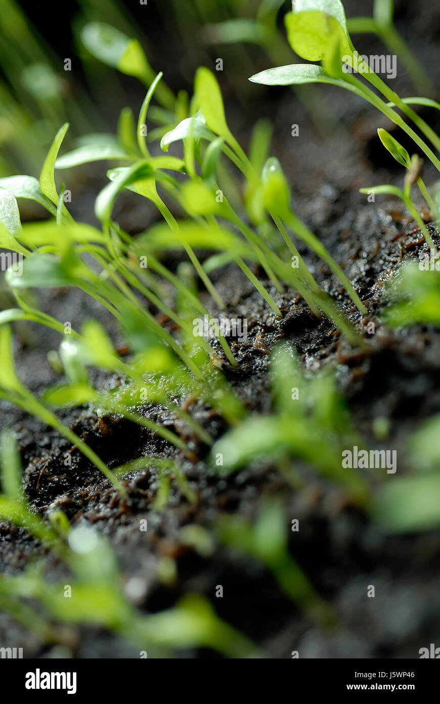 spices parsley germ buds herbs spice plant green germination sperm breeding Stock Photo Alamy