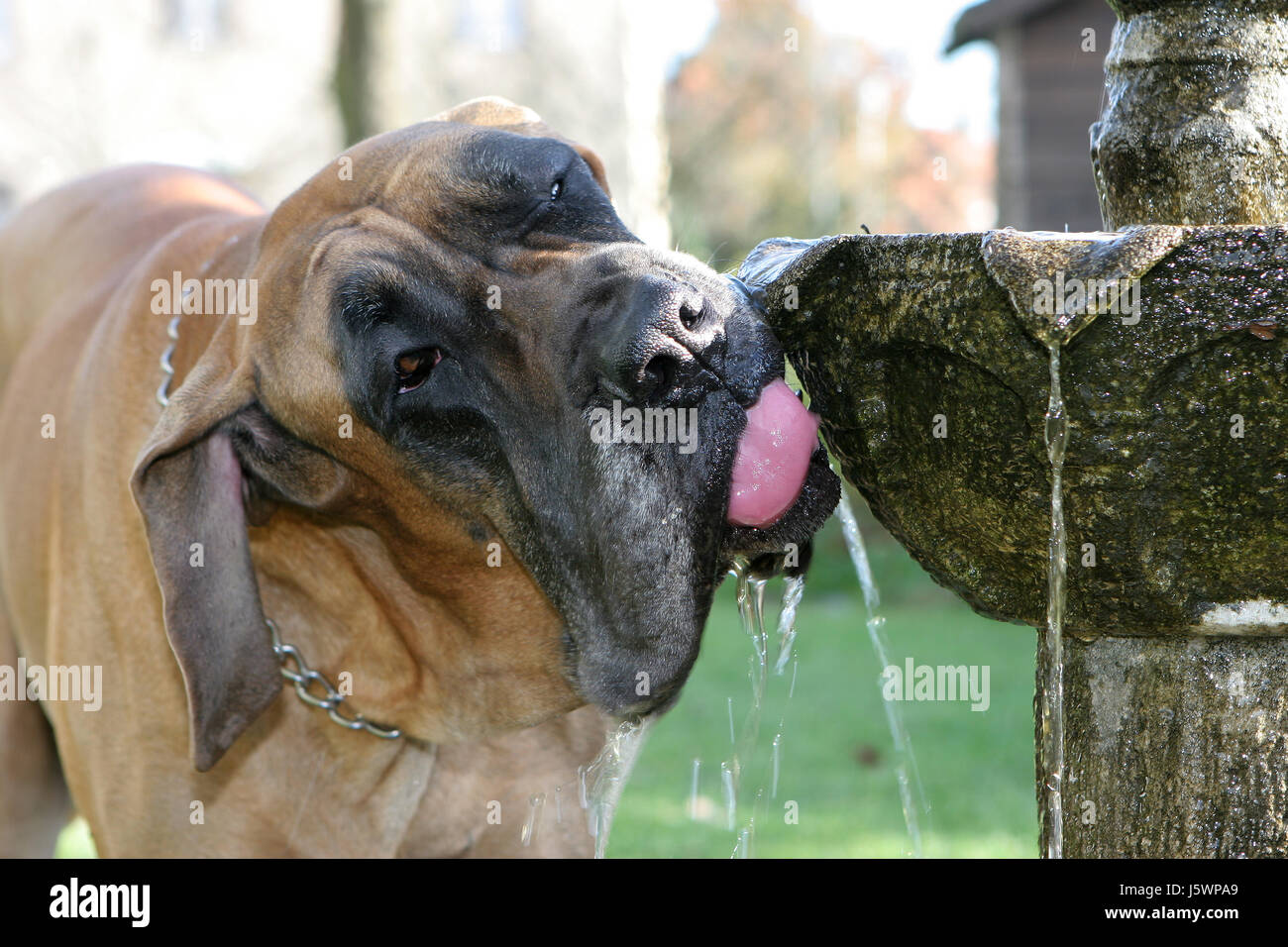 dog german mastiff water drink drinking bibs brown brownish brunette tongue dog Stock Photo