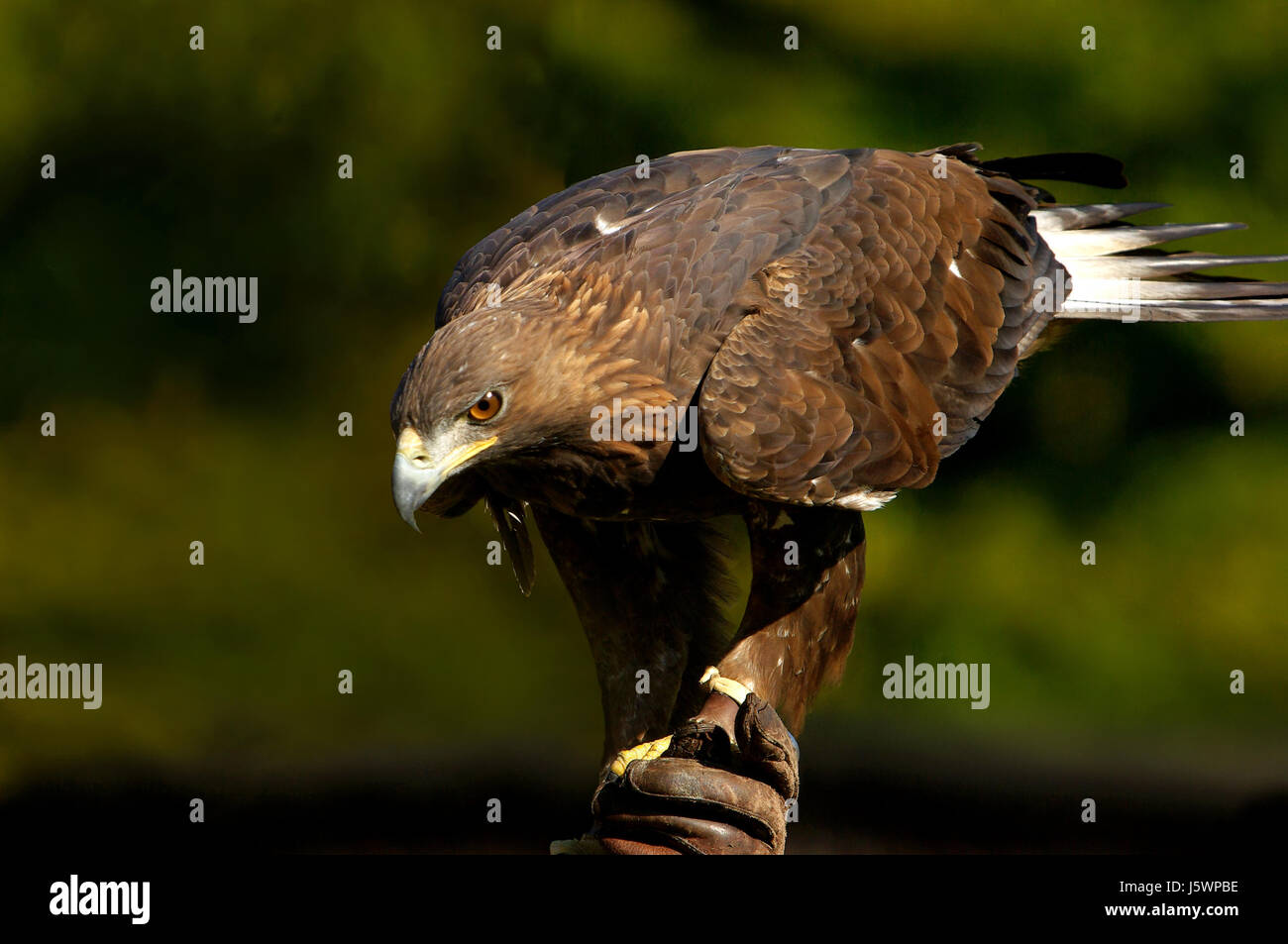 raptor golden eagle raptor falconer falconry golden eagle aquila ...
