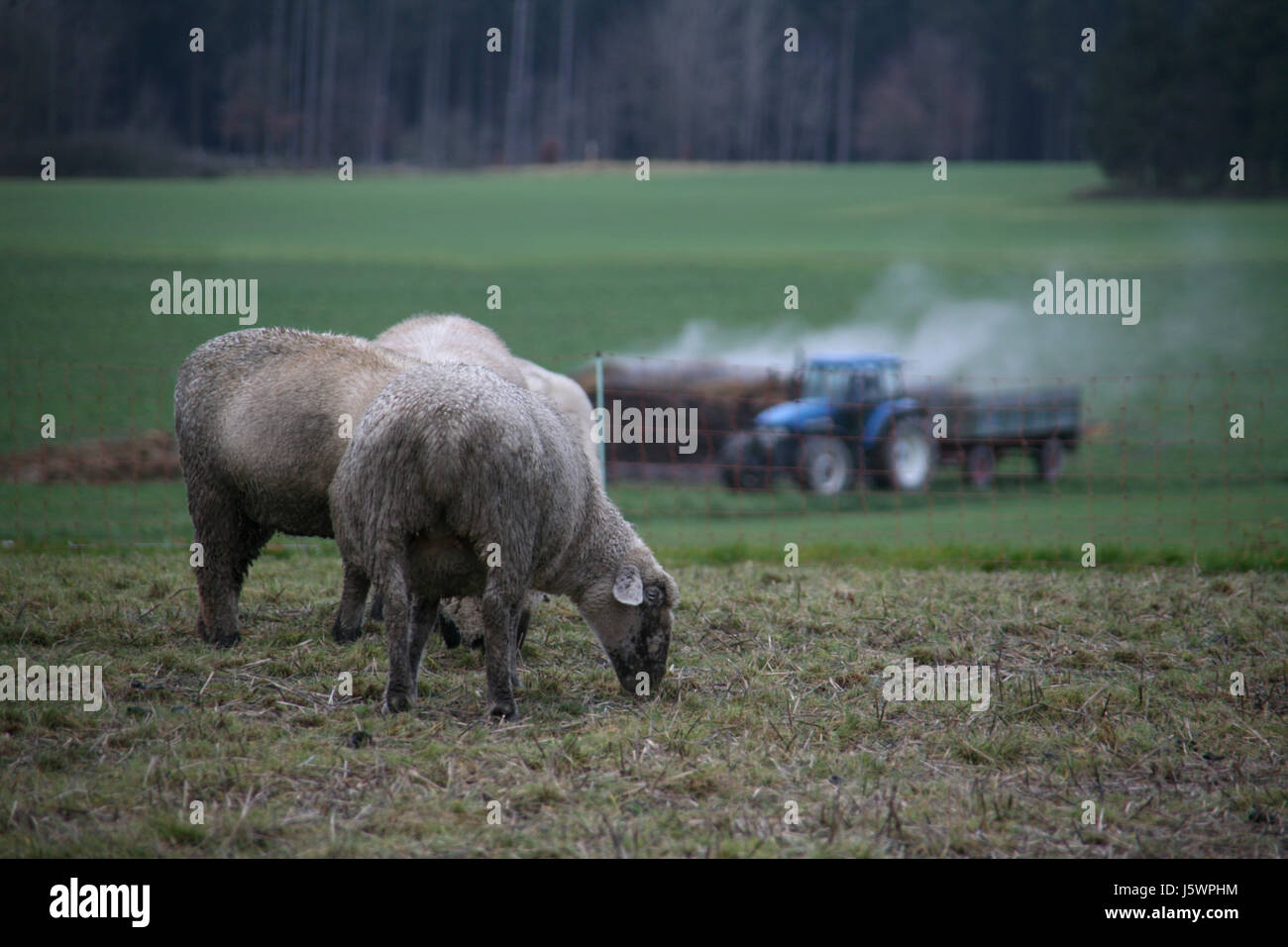 herd flock of sheep sheep (pl.) sheeprun mammal agriculture farming
