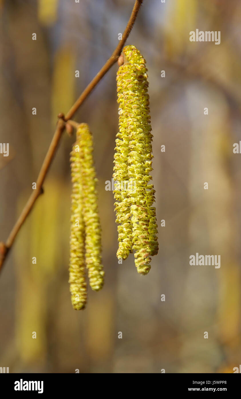 hazel tree 03 Stock Photo Alamy