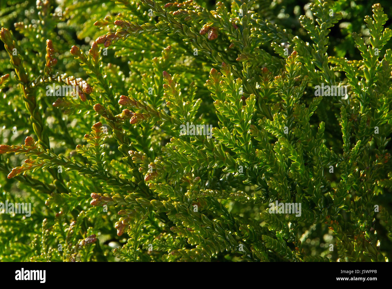 tree cypress arbor-vitae conifer leaf macro close-up macro admission close up Stock Photo