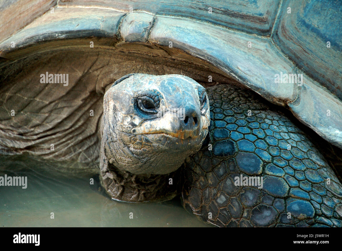 armour reptiles critters turtle tortoise animal reptile armour reptiles