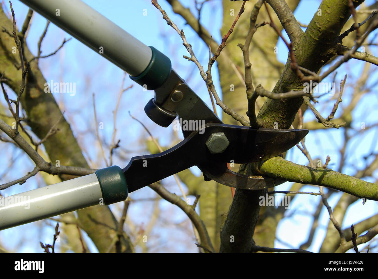 baum verschneiden 11 Stock Photo