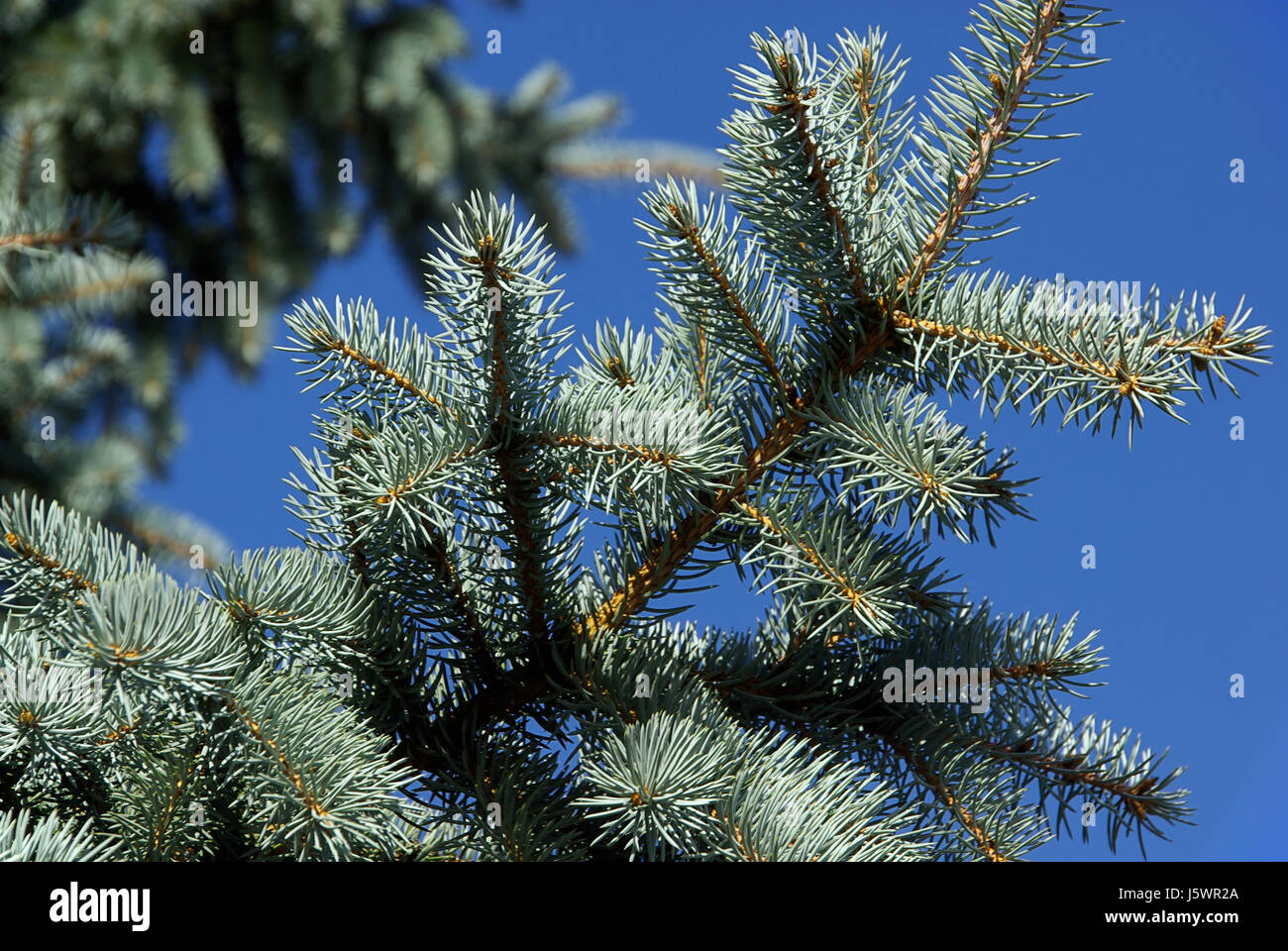 blue tree branch fir blue tree pointed branch fir conifer needle plant Stock Photo