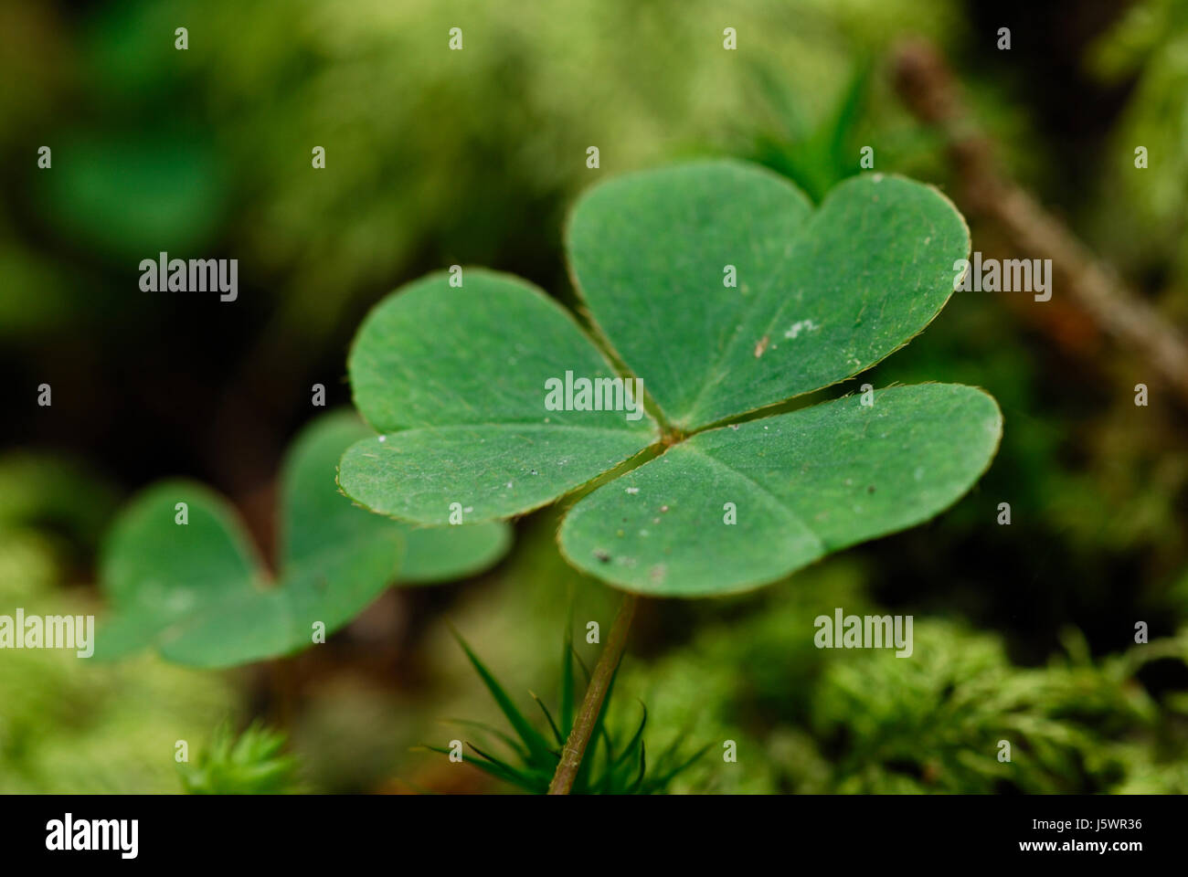 green three congratulation clover lucky luck leaf leaves switzerland sour  Stock Photo - Alamy