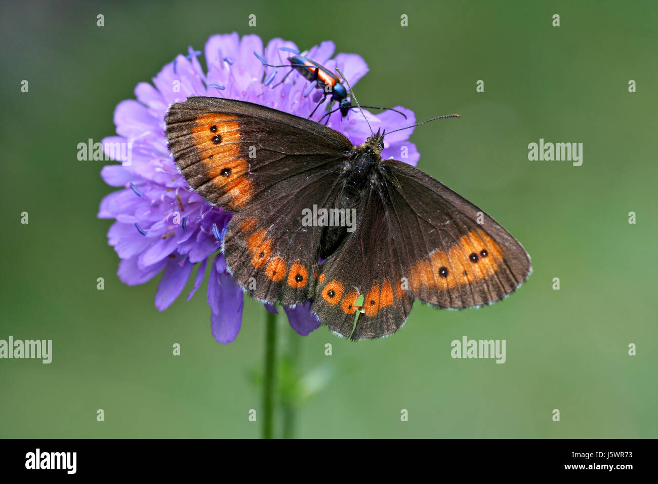 insect flower plant butterfly beetle animal insect flower plant butterfly Stock Photo - Alamy insect flower plant butterfly beetle animal insect flower plant butterfly Stock Photo - Alamy
