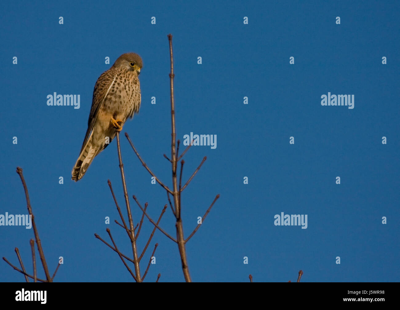 falcon raptor kestrel eye organ look glancing see view looking peeking looking Stock Photo