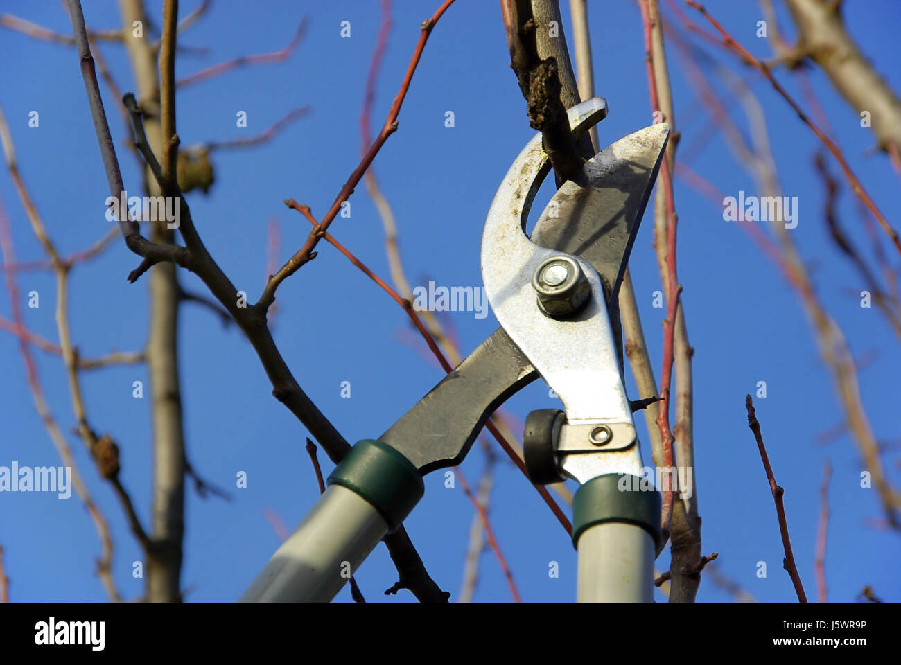 tree branch cut scissors scissor castrate secateurs secateur tree
