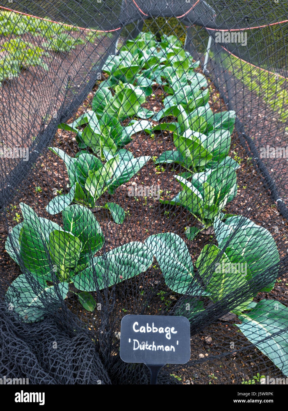 Cabbage ‘Dutchman’ protected from cabbage fly thriving under enviro
