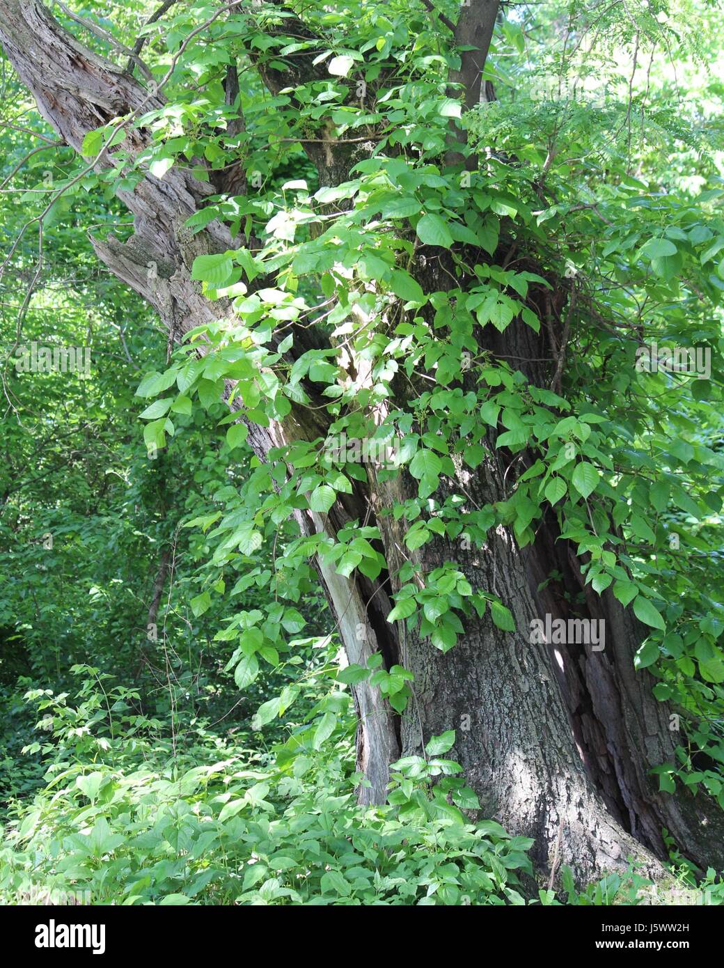 East fairmount park in philadelphia hi-res stock photography and images ...