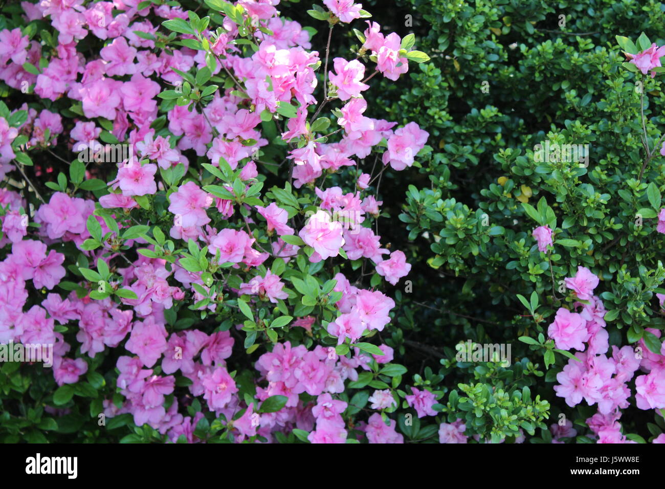 Spring Flowers in Bloom Stock Photo Alamy
