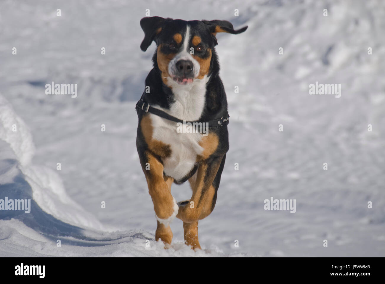 winter summer summerly dog rescue quest avalanche first assistance help support Stock Photo