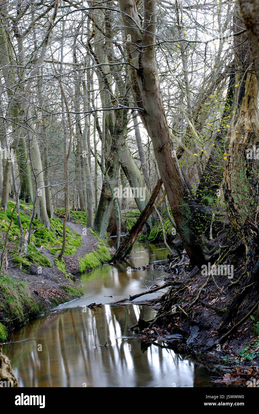 stream ecological lower saxony ecological lower saxony natural lneburg Stock Photo