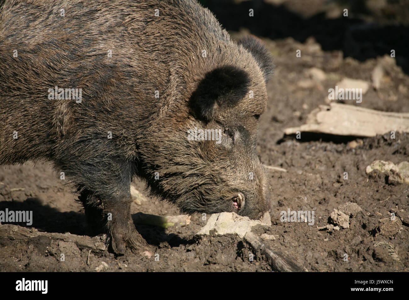 mammal wild wild boar pig wild animal wild boars mammal wild dirt mud wild boar Stock Photo