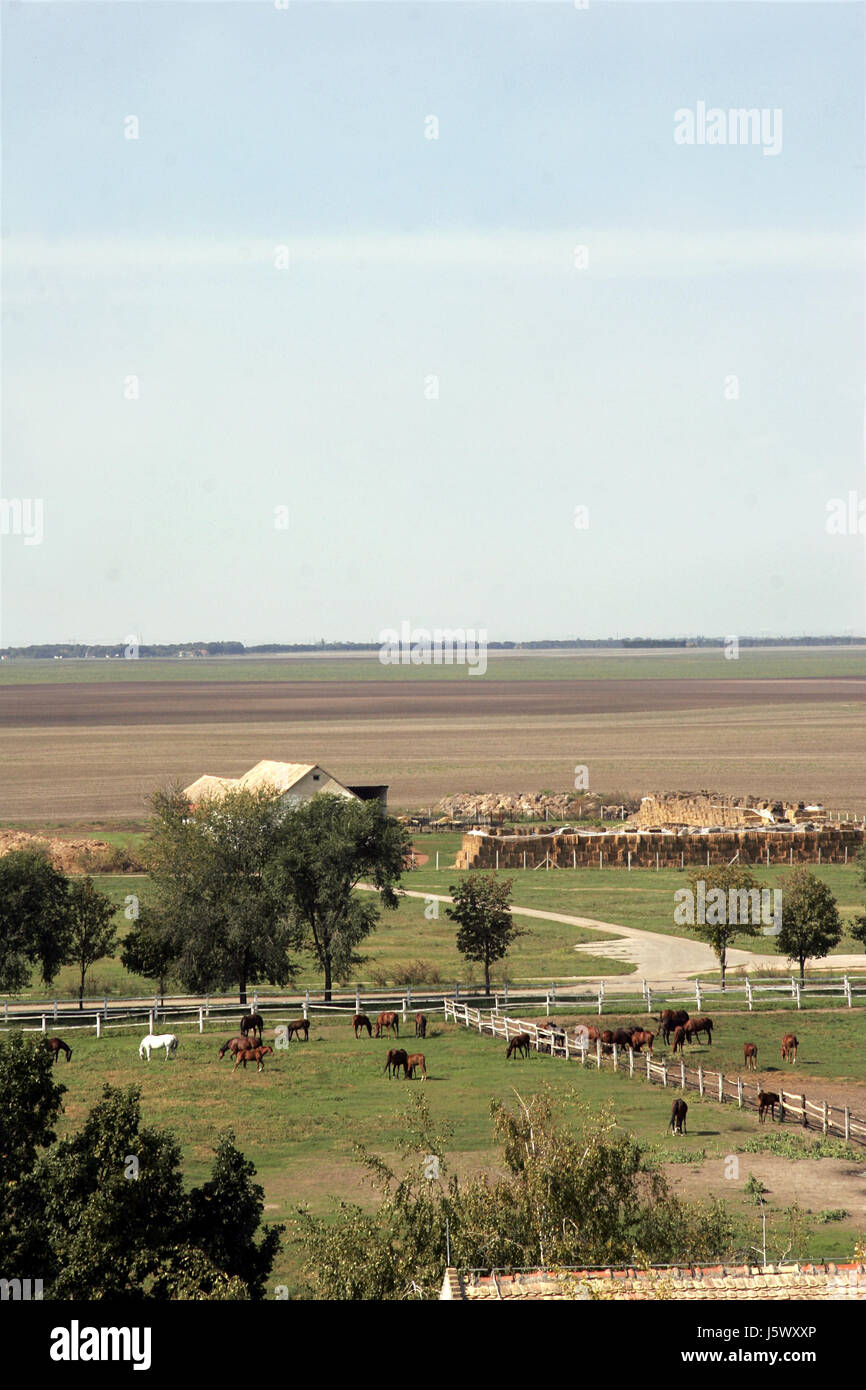 balkans serbia horse horses yard farm breed horse breeding ranch ...