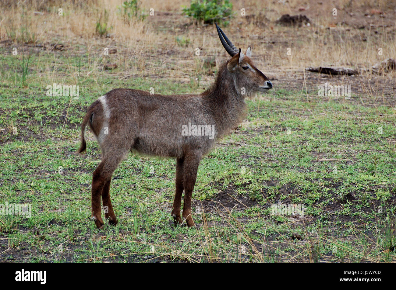 africa male masculine skin cornets antelope wild animal africa male