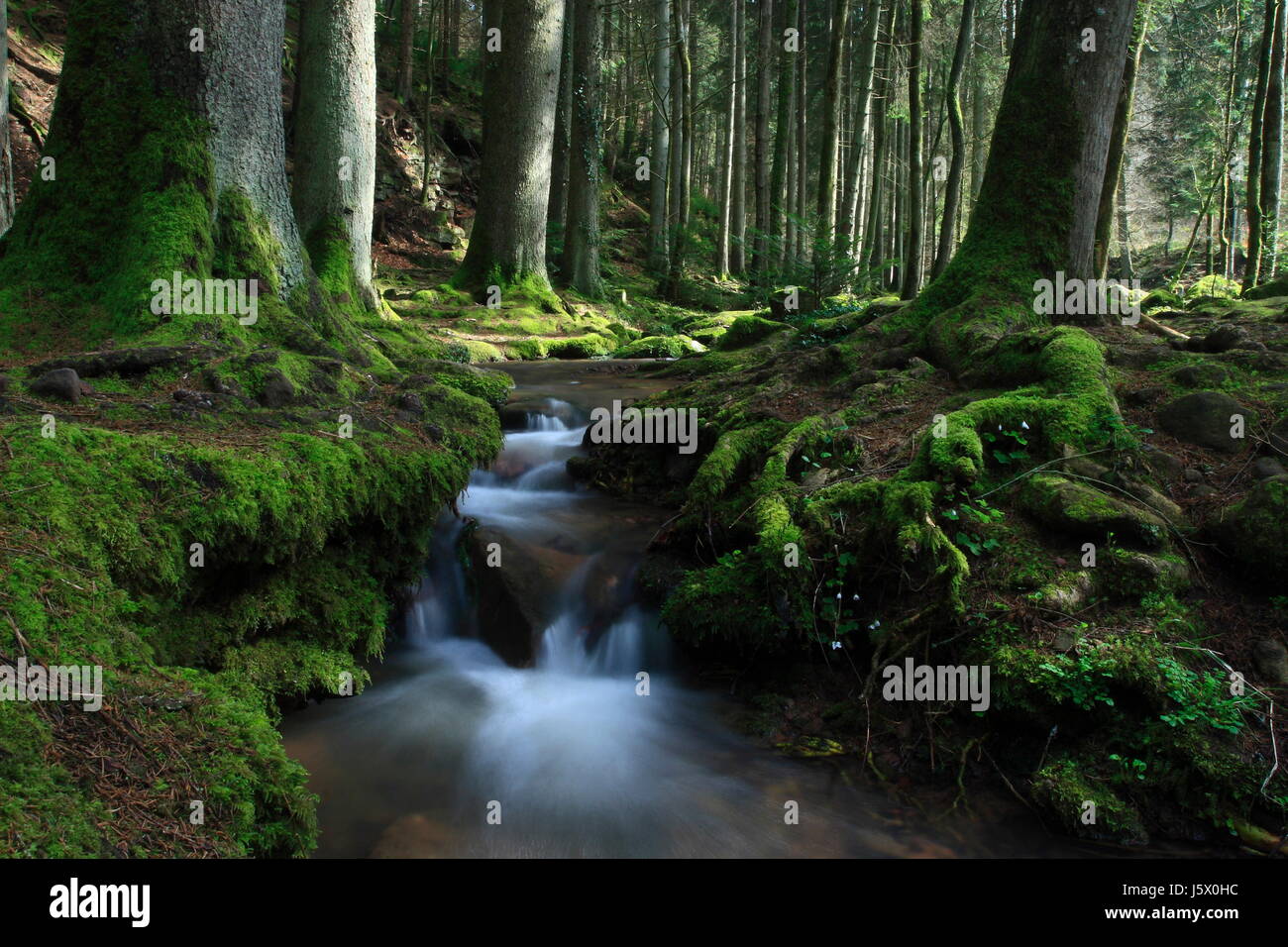 small stream in eschwald Stock Photo