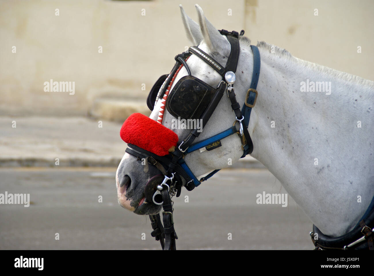 with blinders through life Stock Photo