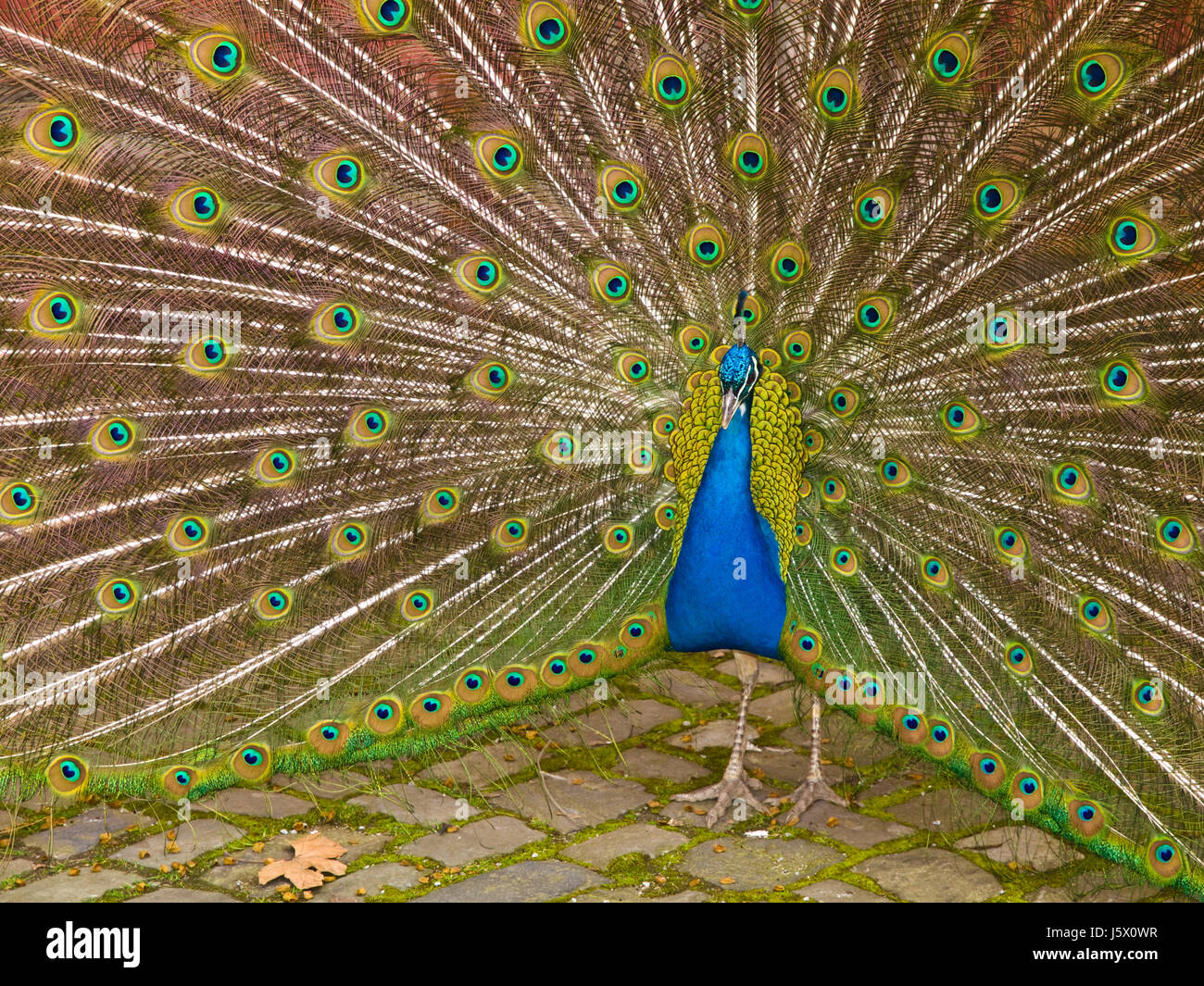 Flirting peacock hi-res stock photography and images - Alamy