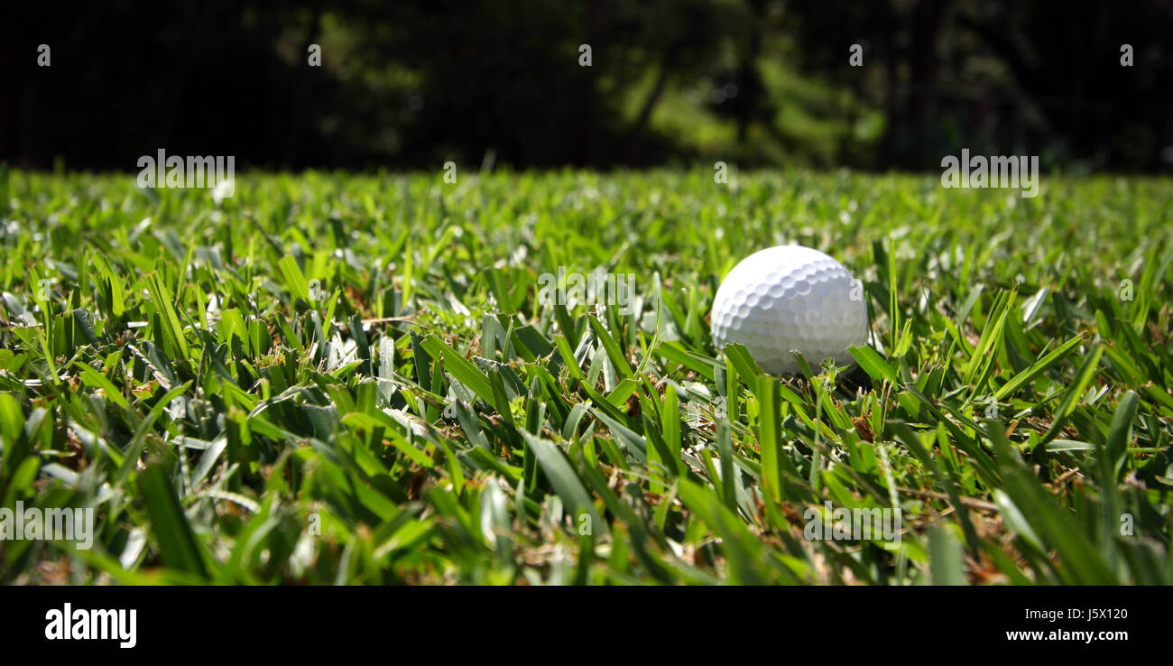 sport sports ball green gulf golf ball meadow grass lawn macro close-up macro Stock Photo