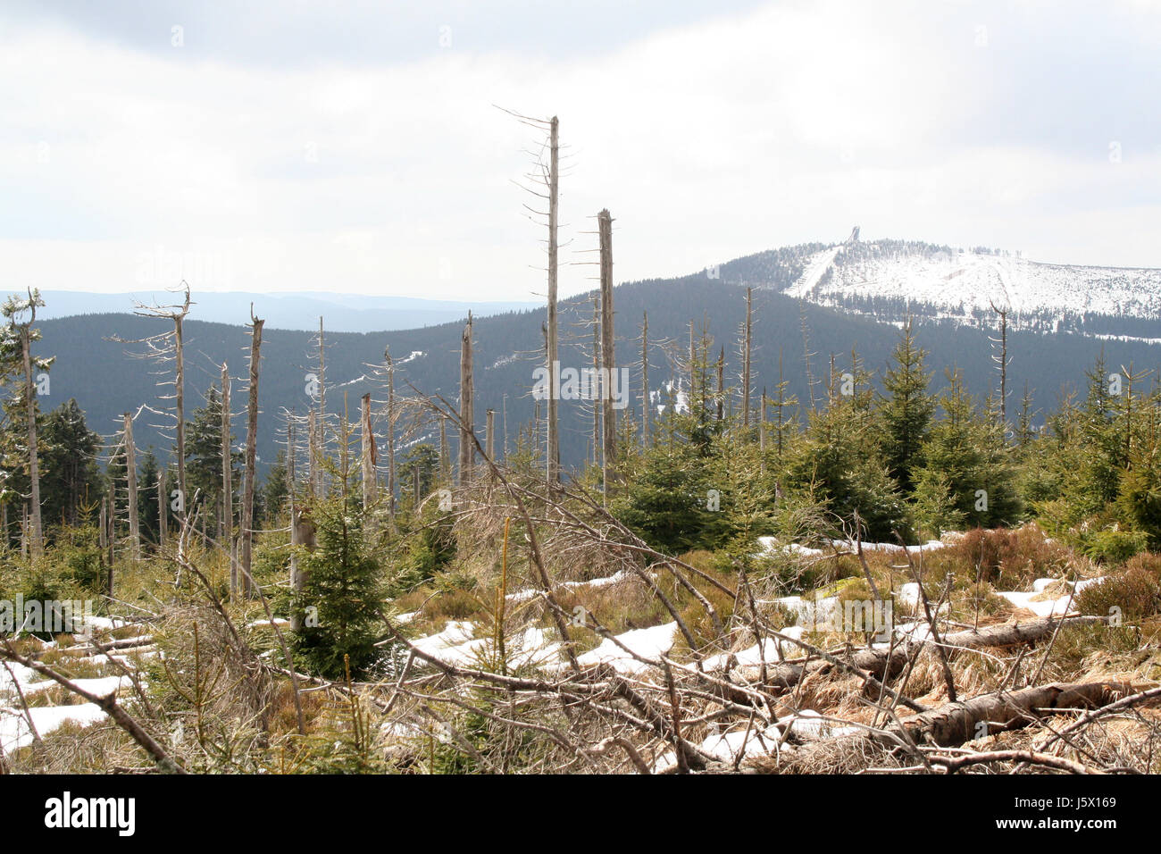 deforestation in the harz Stock Photo