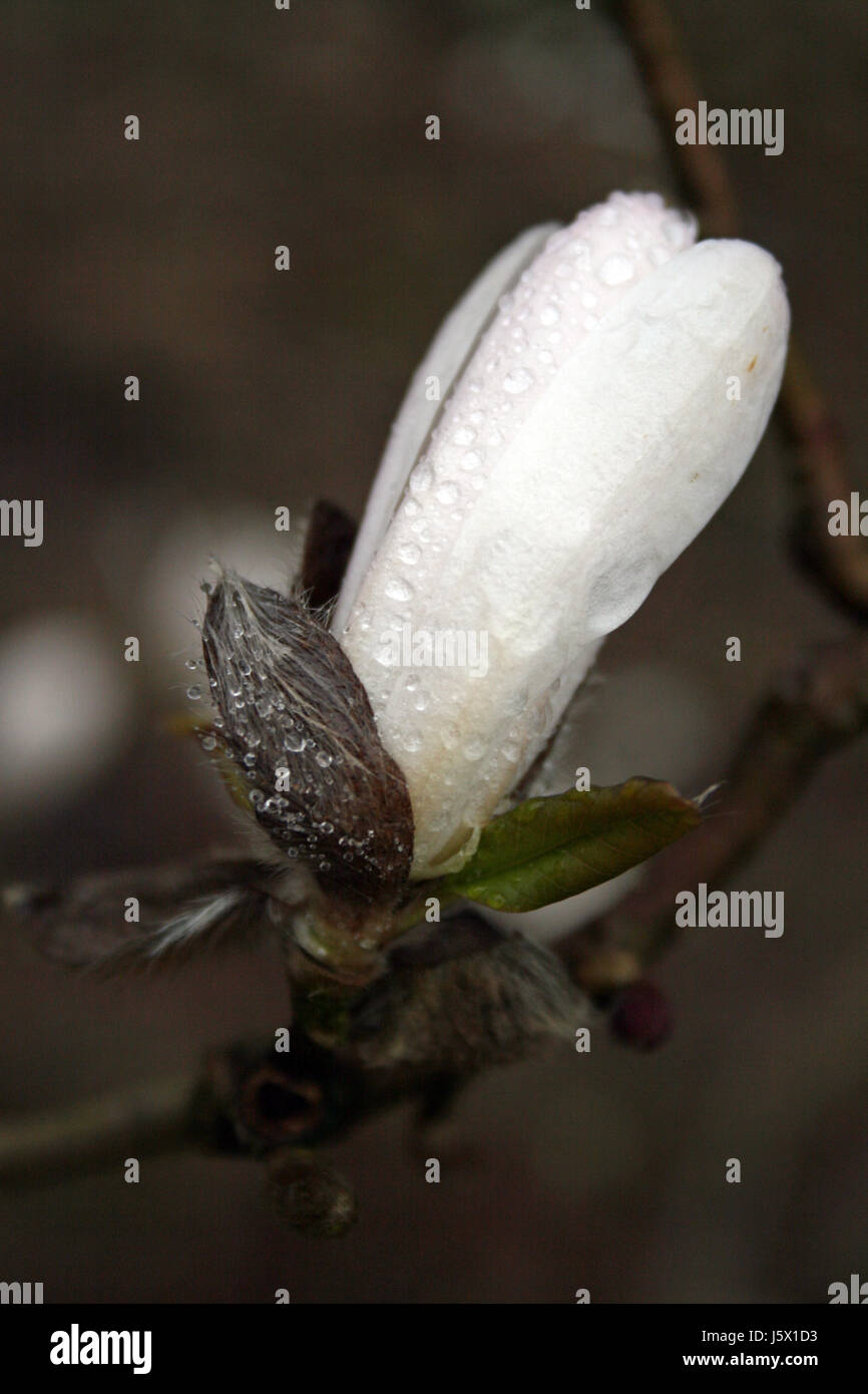 magnolia bud Stock Photo