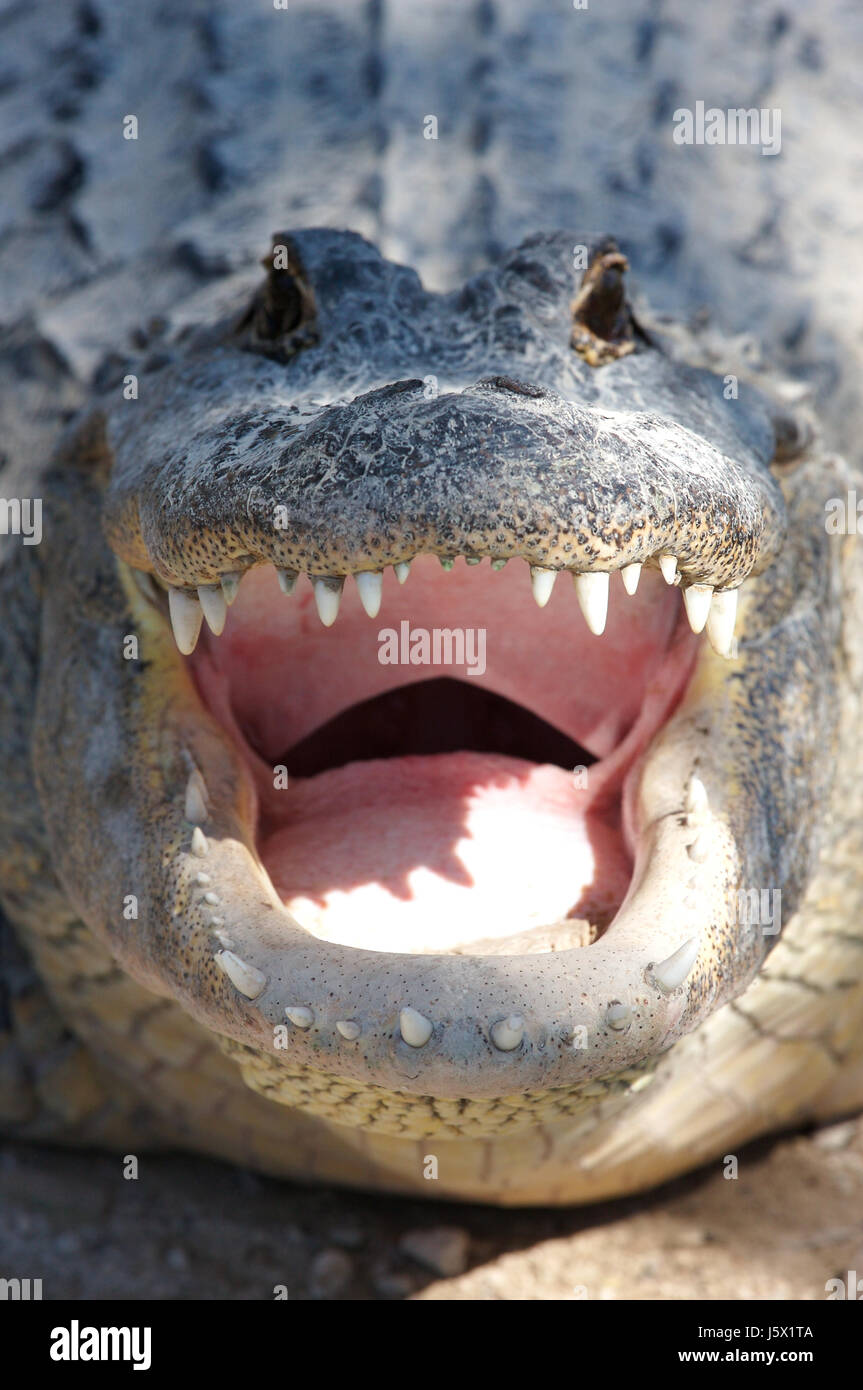 crocodile jaws Stock Photo Alamy