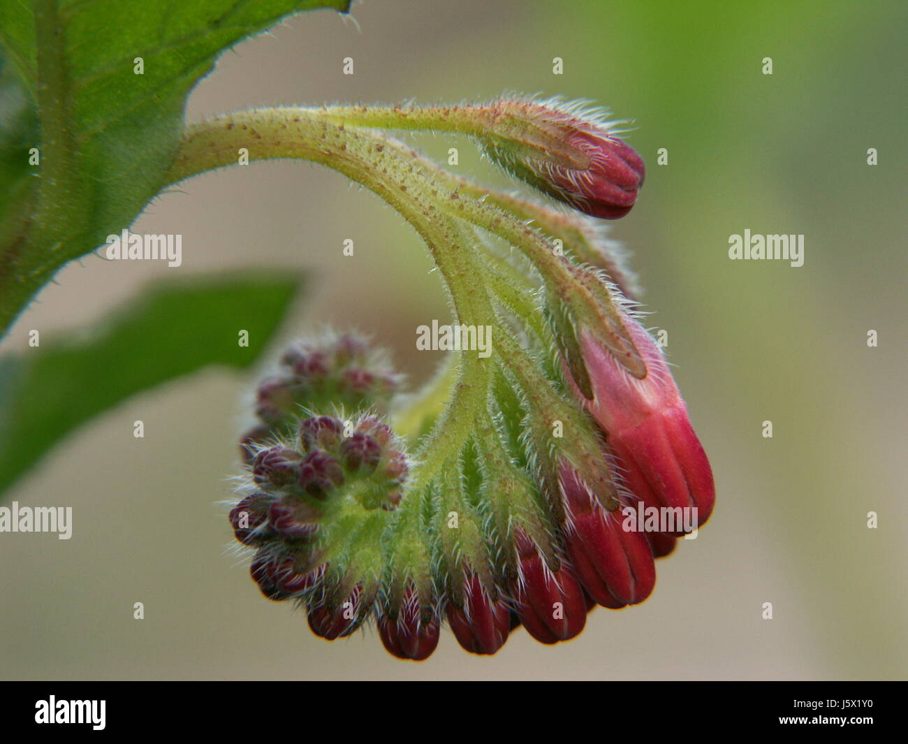 comfrey flower Stock Photo