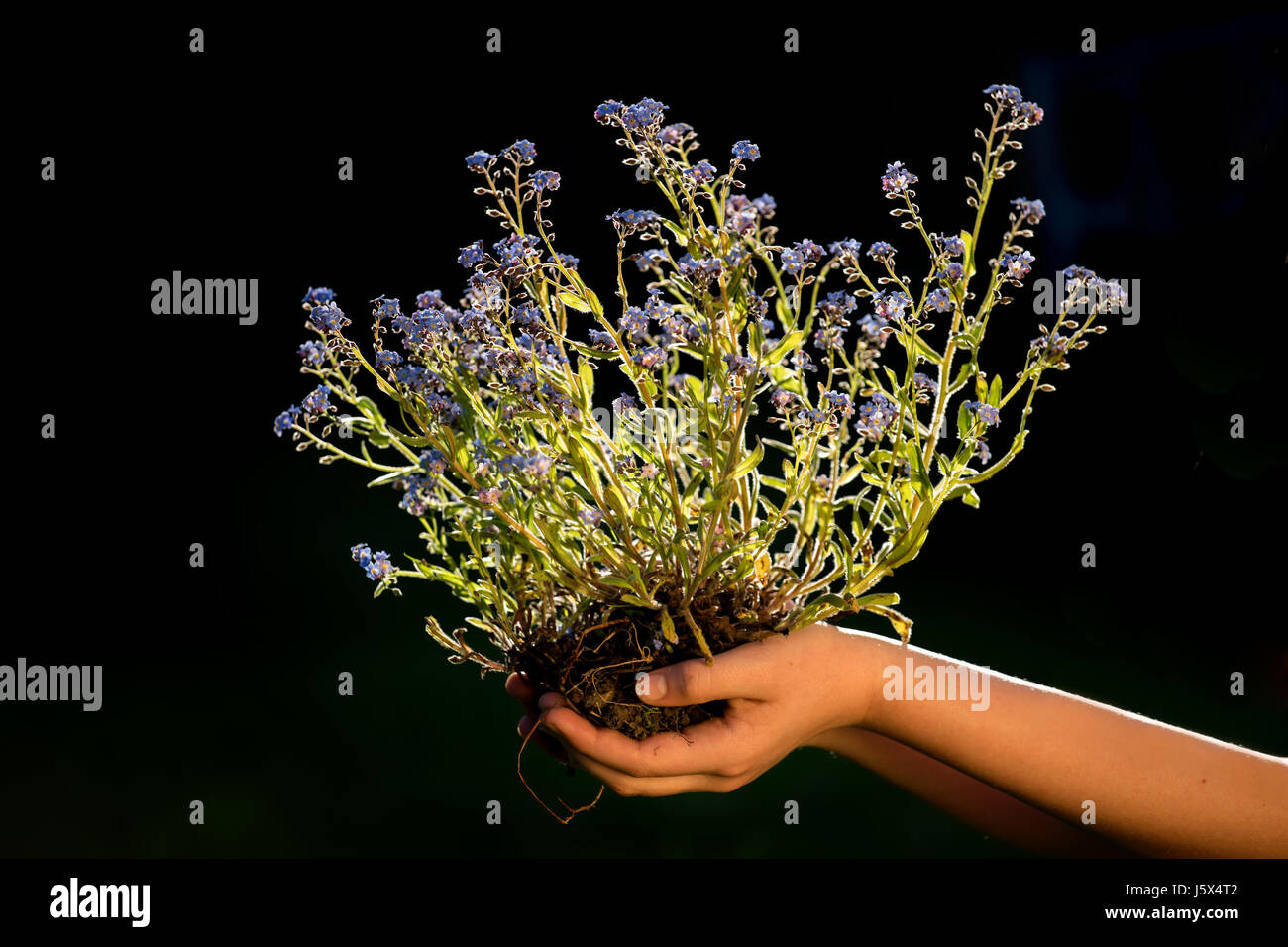 Gardeners hands planting flowers in the garden Stock Photo - Alamy