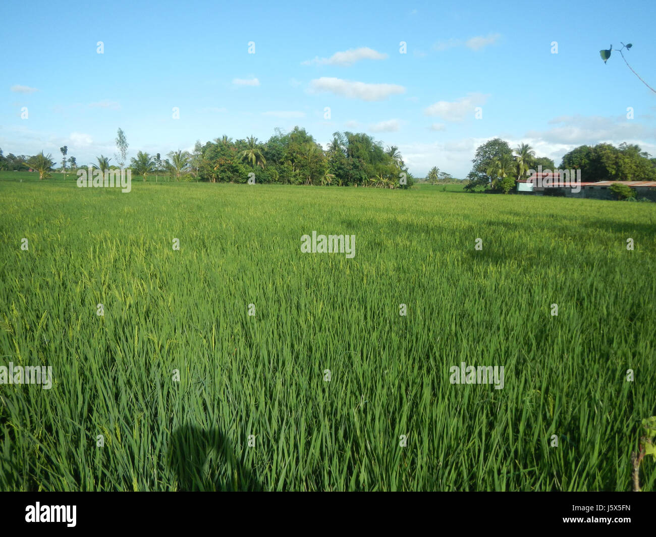 02404 Barangays Mangino Santa Cruz Subdivision Gapan Nueva Ecija Roads