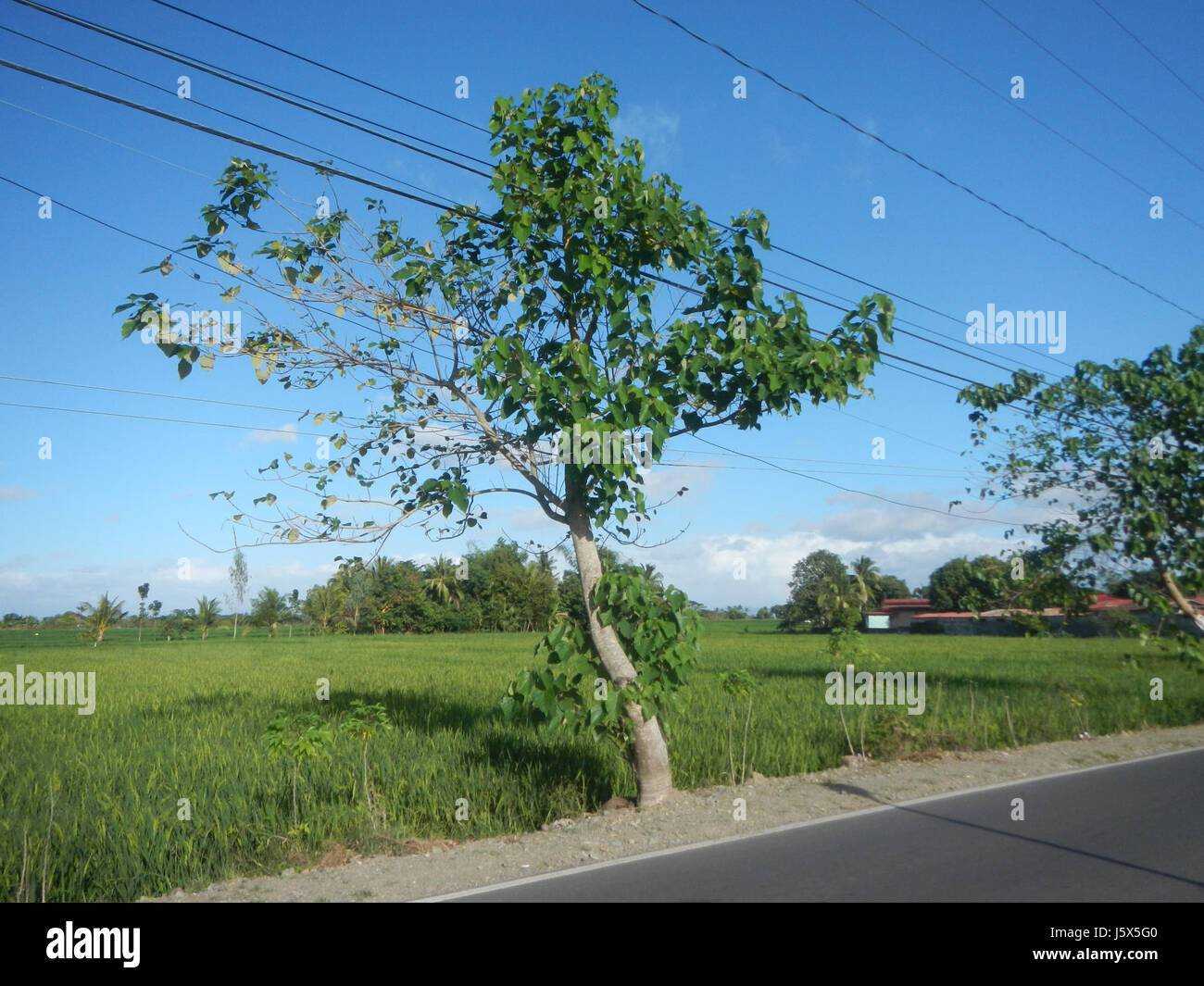 02435 Barangays Mangino Santa Cruz Paper tree Gmelina Gapan Nueva Ecija Roads  01 Stock Photo