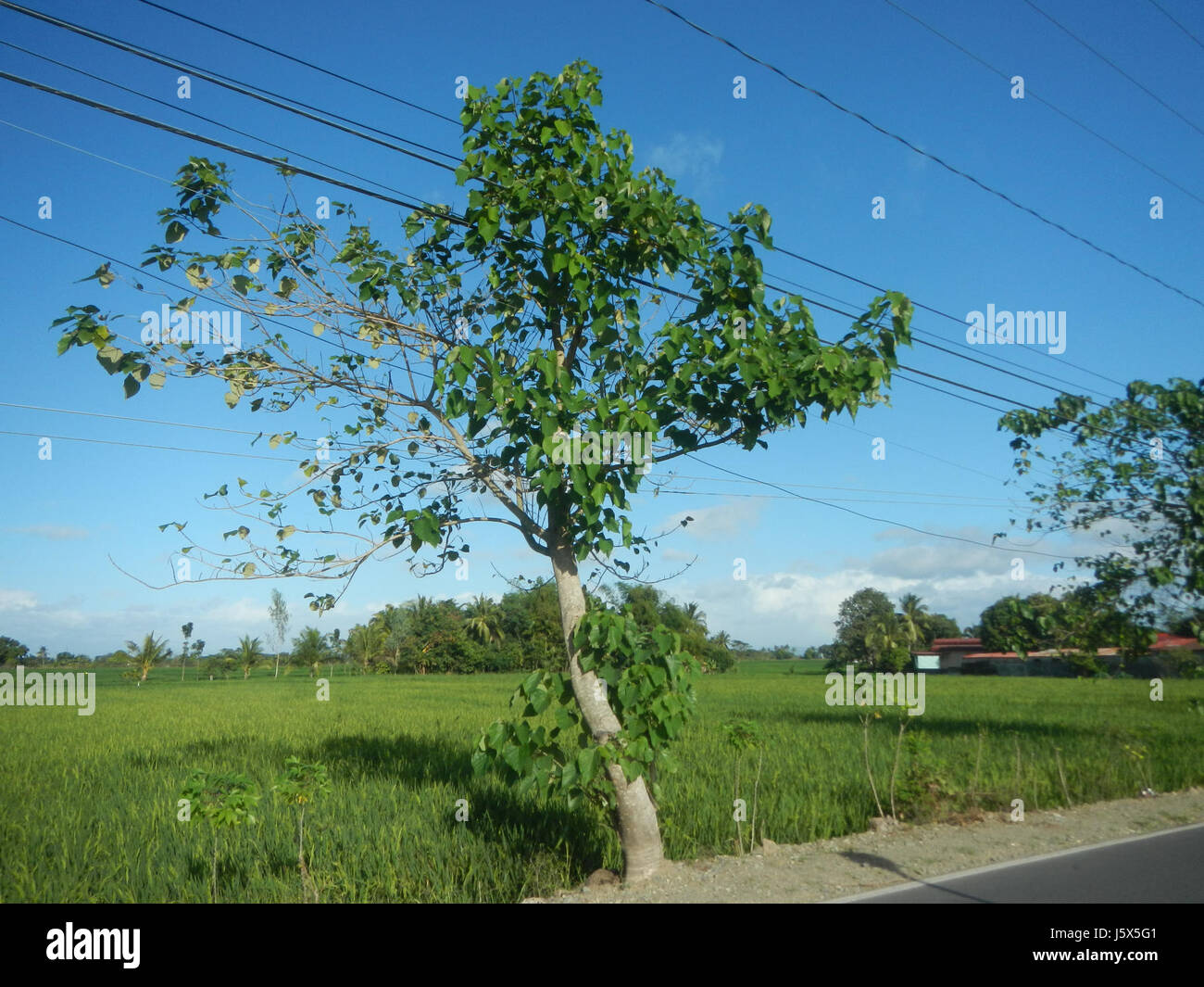 02435 Barangays Mangino Santa Cruz Paper tree Gmelina Gapan Nueva Ecija Roads  02 Stock Photo