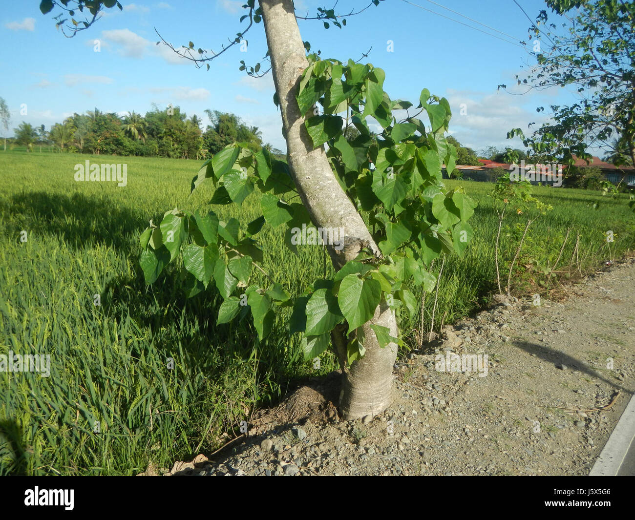 02435 Barangays Mangino Santa Cruz Paper tree Gmelina Gapan Nueva Ecija Roads  07 Stock Photo