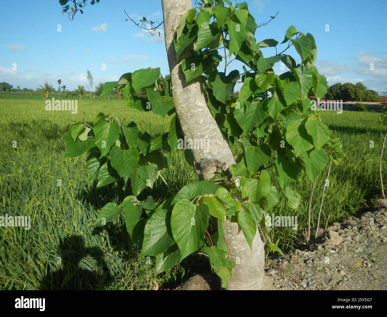 02435 Barangays Mangino Santa Cruz Paper tree Gmelina Gapan Nueva Ecija Roads  09 Stock Photo