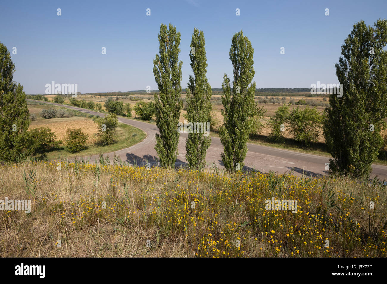 Three poplars and a road. There are three polars and the road junction. Stock Photo