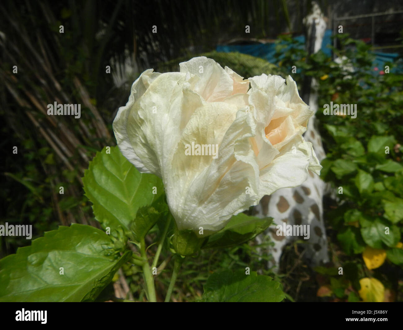 This botanical entry details Hibiscus rosa-sinensis, a species native ...