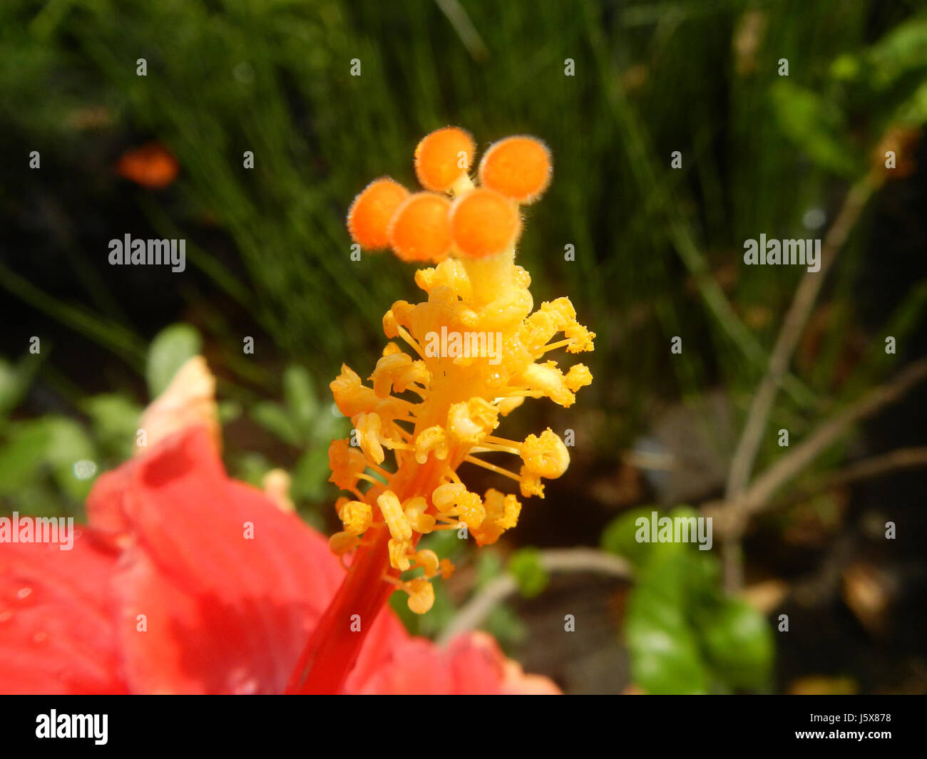 This botanical entry showcases Hibiscus rosa-sinensis, commonly known ...
