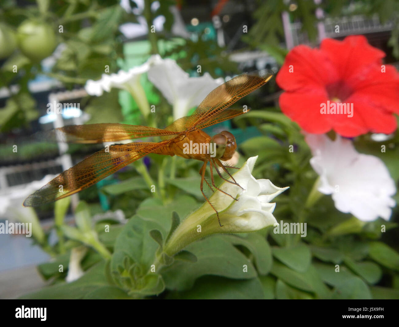 This photograph captures close-up images of dragonflies resting on ...