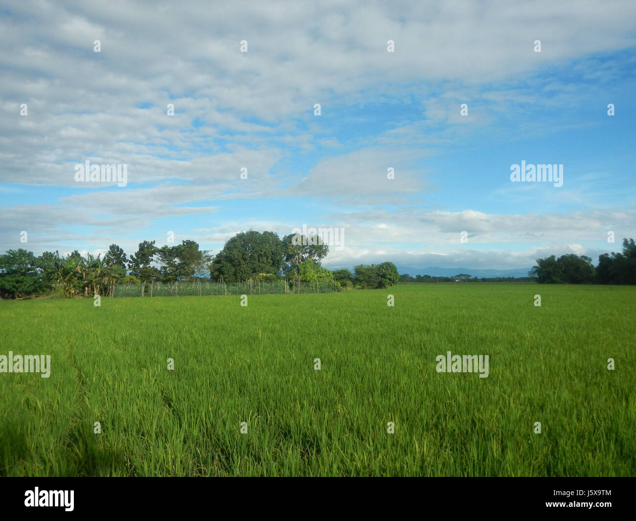 03337 Paddy fields grasslands, trees and irrigation San Isidro Nueva