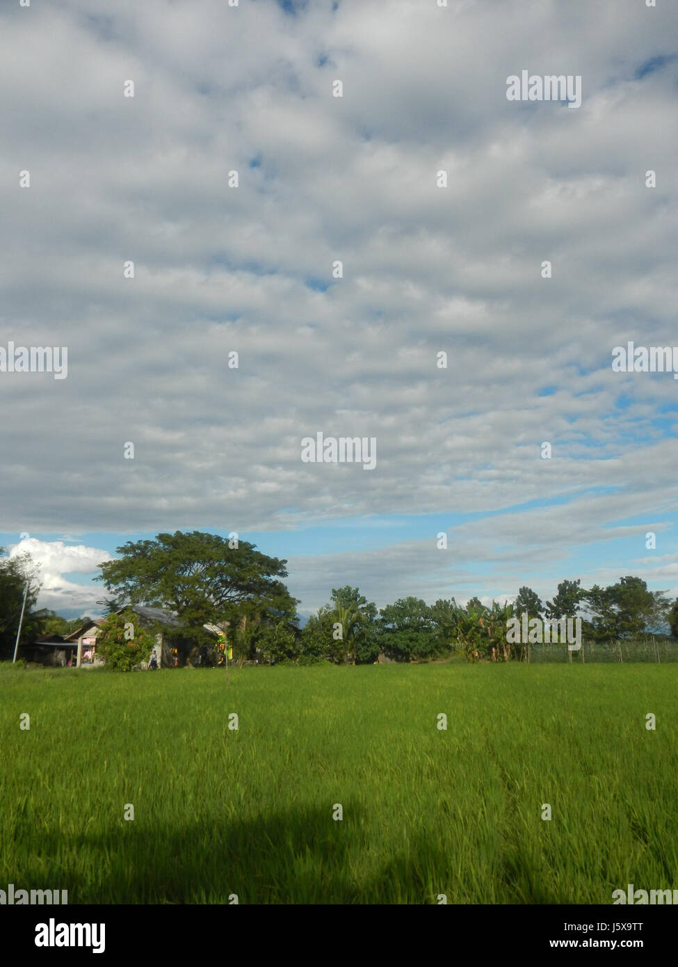03337 Paddy fields grasslands, trees and irrigation San Isidro Nueva