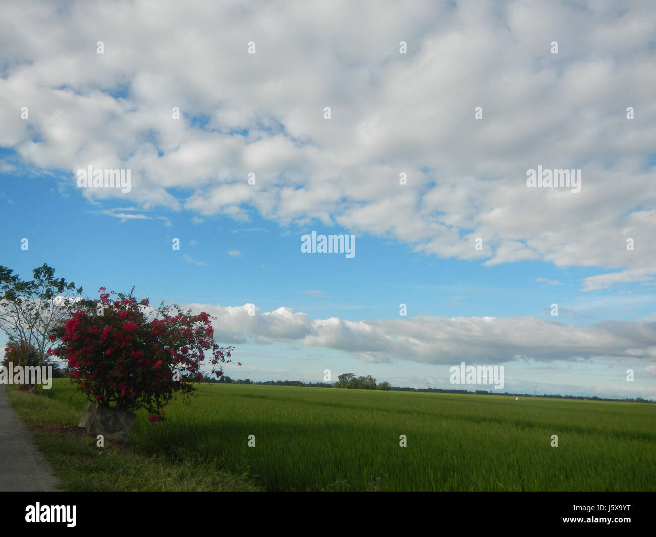 03515 Paddy fields grasslands, trees and irrigation Pulo Tabon San