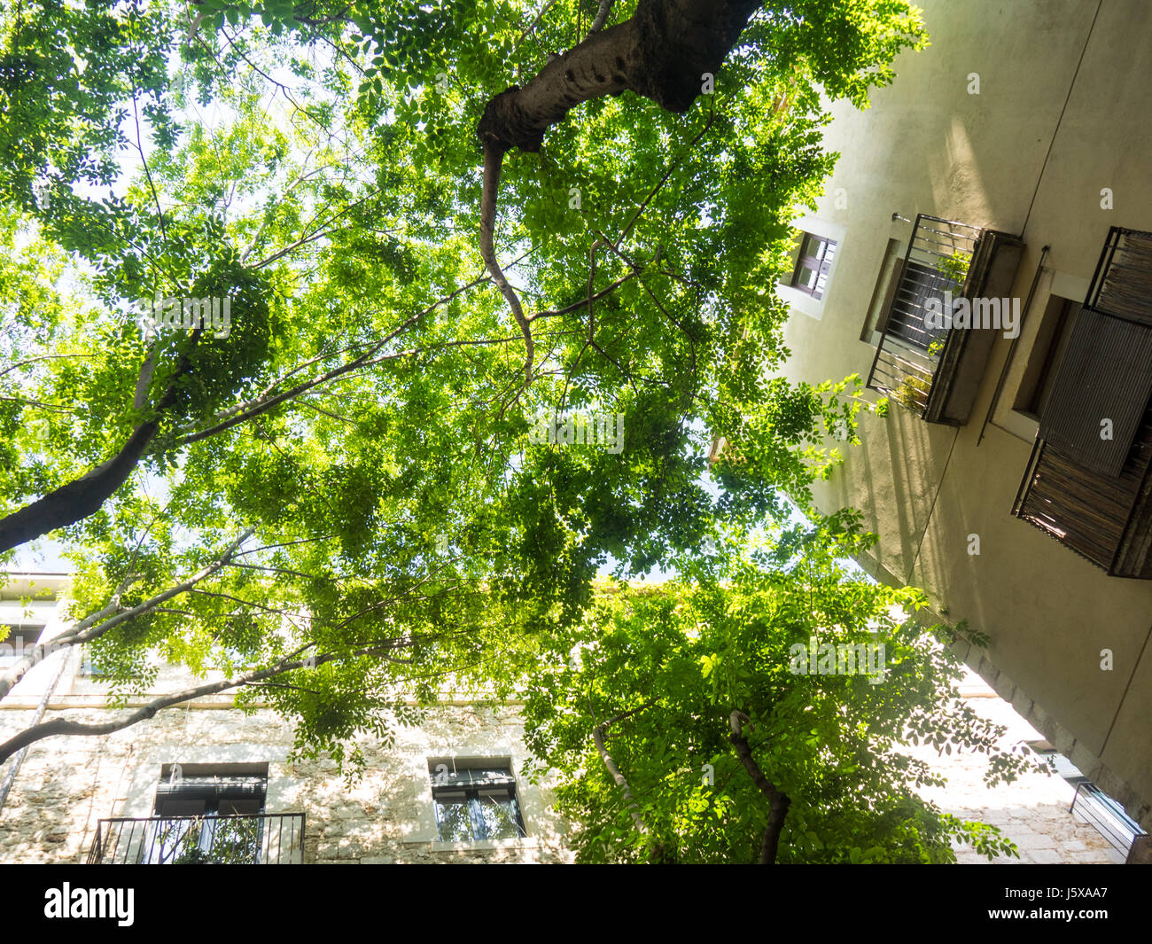 Tree foliage  in a small plaza creating  shade. Stock Photo