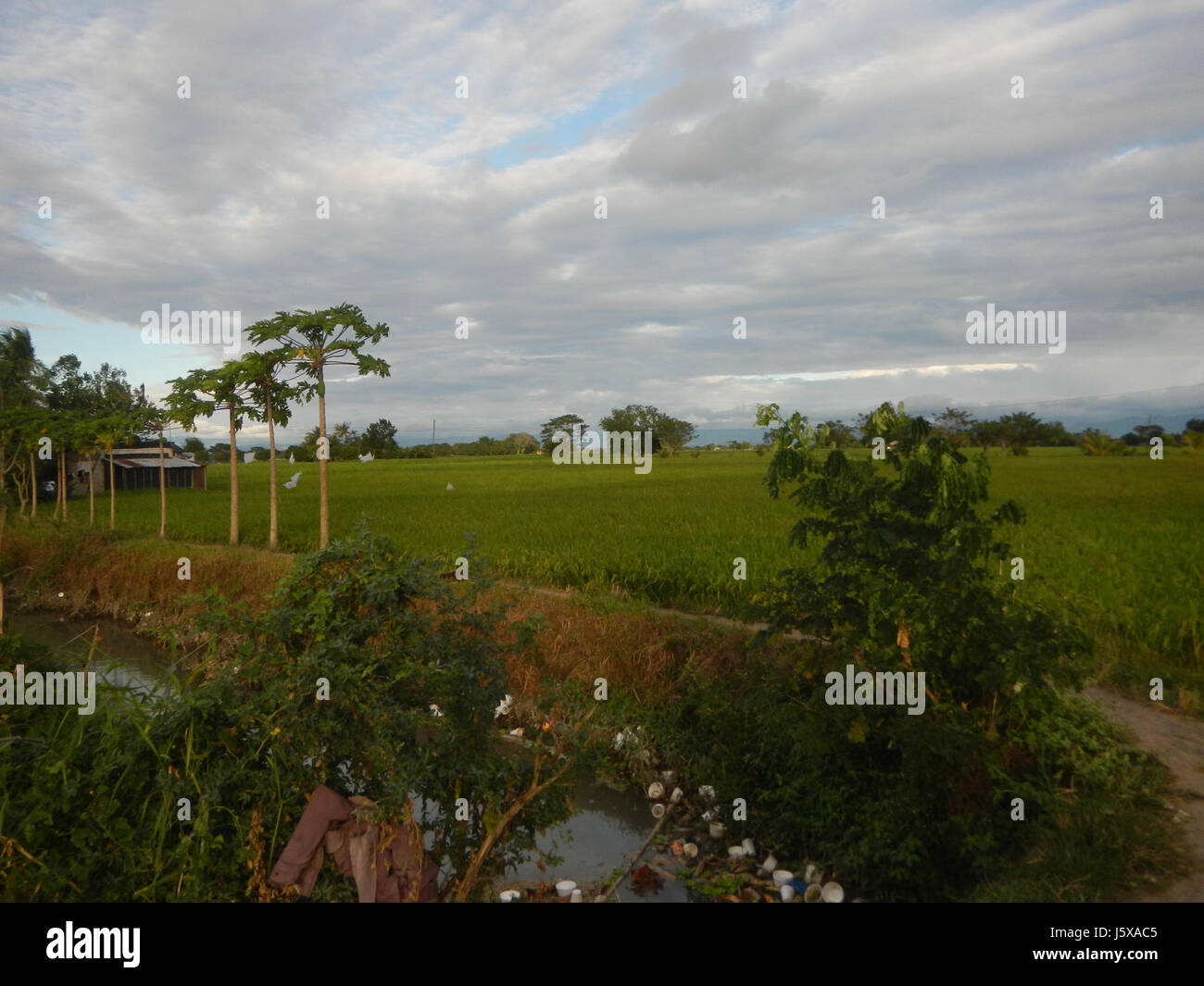 03868 Paddy fields, grasslands, trees and irrigation Pulo, San Isidro