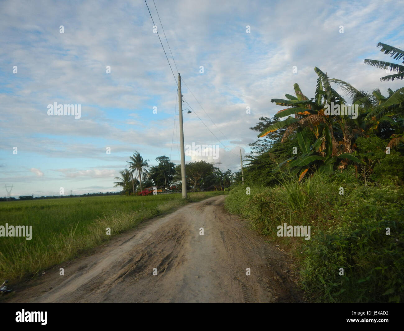 03898 Paddy fields, grasslands, trees and irrigation Pulo, San Isidro